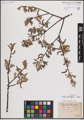 Foto von Salix eleagnos Scop.